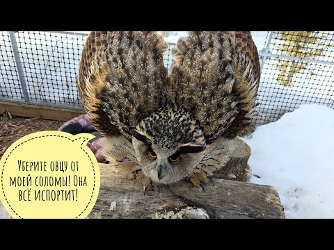 Видео: Кошка Морошка пришла в гости к сове филину Ёлке, расфуфырила её и ушла по-овцовски. Возмутительно!