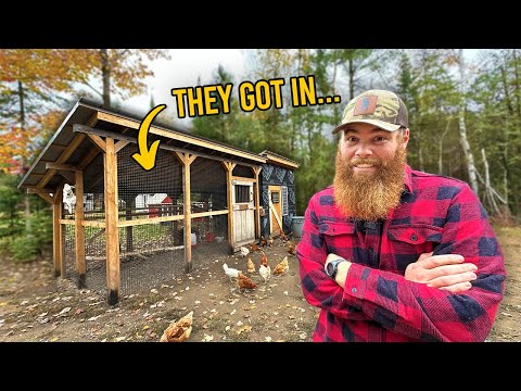 Видео: Роковой недостаток нашего курятника и как мы его исправили