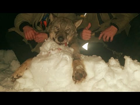 Видео: Облавная охота на волка. Лось в окладе.
