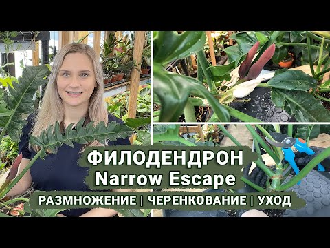 Видео: Филодендрон Narrow Escape | Размножение | Уход