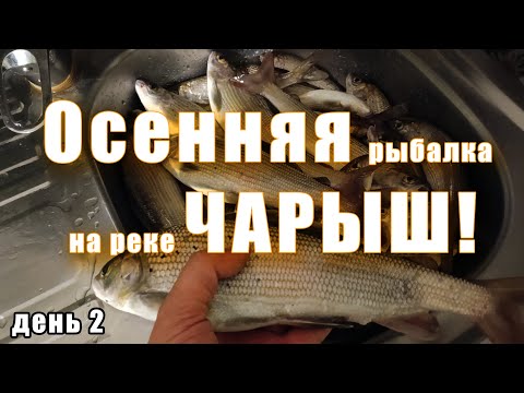 Видео: Рыбалка на реке Чарыш (день 2)! #алтай #рыбалка #хариус