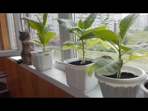 Видео: Как вырастить табак от А до Я.