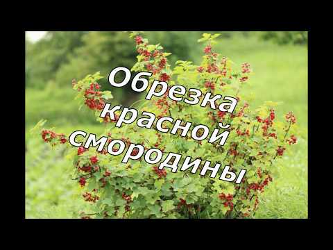 Видео: Обрезка красной смородины
