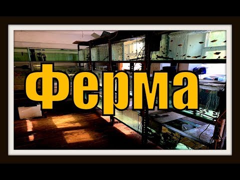 Видео: Аквариумная ферма в Латвии