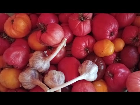 Видео: Мысли в слух, про томаты и чеснок. Тверская область.