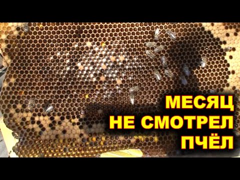 Видео: Месяц не смотрел пчёл.