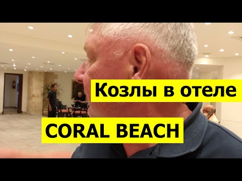 Видео: Козлы в отеле Coral Beach | Хургада