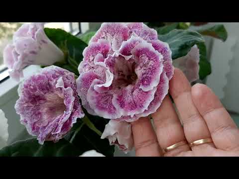 Видео: Глоксинии в цвету.Самое комфортное место на глоксиний,лоджия.