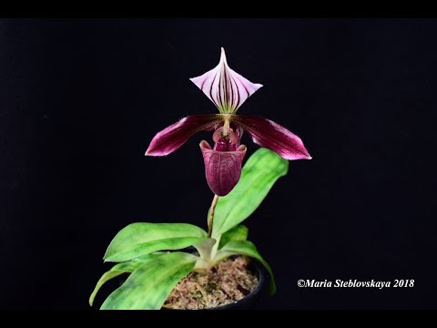 Видео: PAPHIOPEDILUM PURPURATUM  -  описание и основы ухода