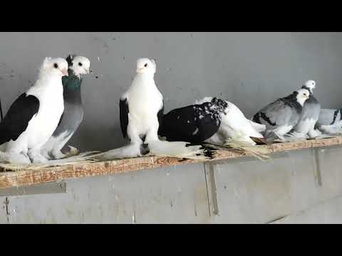 Видео: Коллекция голубей Северокавказские космачи г. Георгиевск . в гостях у Сергея Михайлюка
