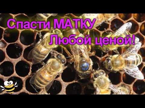 Видео: Найти и Спасти матку в зиму #bee