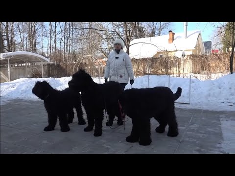 Видео: Догтренинг 506. Русский чёрный терьер Хаген   преданность, надёжность, беспрекословное послушание