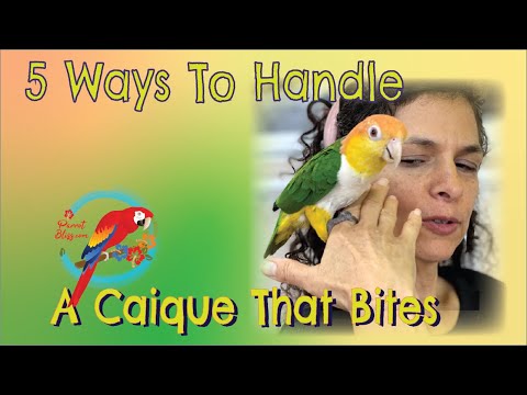 Видео: 5 способов справиться с кусющимся попугаем #кайком #Parrot_Bliss
