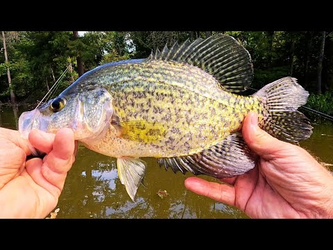Видео: Ловля краппи на плаву, троллинг и заброс в болотах Кипарис-Тупело