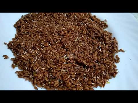 Видео: Как быстро прорастить семя #льна! И в чём польза🤗👍