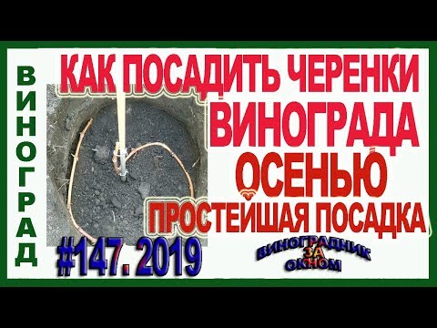 Видео: 🍇 ПРОСТЕЙШАЯ ПОСАДКА ВИНОГРАДА ДЛИННЫМ ЧЕРЕНКОМ. Как посадить черенки или чубуки винограда осенью.