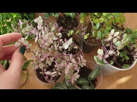 Видео: Каллизии