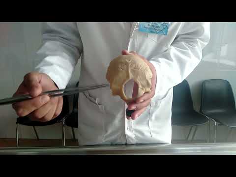 Видео: кости 9   Шүйде сүйек