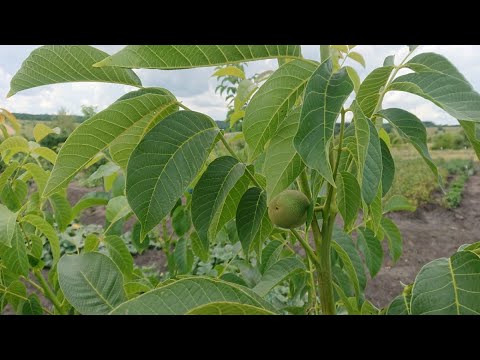 Видео: Как ускорить рост сада грецкого ореха. 10 проверенных способов.