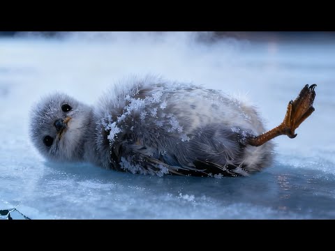Видео: Замёрзший при температуре -20°C детёныш поганки на дороге спасён добрым незнакомцем