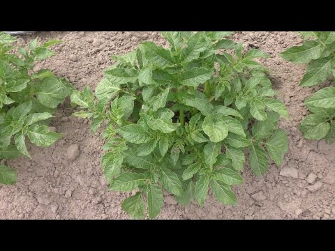 Видео: Окучивание картошки с головой. Мы не даем ей всходить, а она становится еще мощней