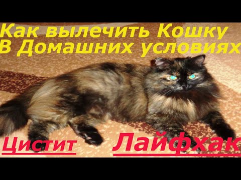 Видео: Если у вашей КОШКИ ЦИСТИТ. If your cat has cystitis or difficulty urinating.