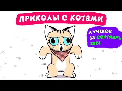 Видео: Приколы с котами. ЛУЧШЕЕ ЗА СЕНТЯБРЬ 2021 | Мемозг