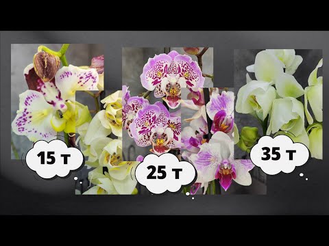 Видео: ПОТРЯСАЮЩИЕ орхидеи из Голландии! @Irina_Davtyan - выбирай! 😉🔥