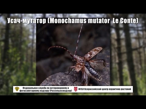 Видео: Усач-мутатор (Monochamus mutator  Le Conte)