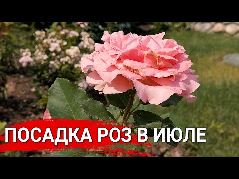 Видео: ПОСАДКА РОЗ В ИЮЛЕ