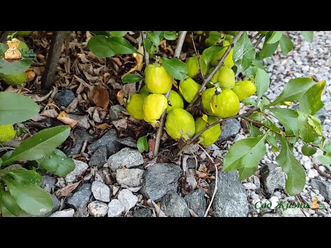 Видео: Самый легкий способ размножения хеномелеса, айвы японской.