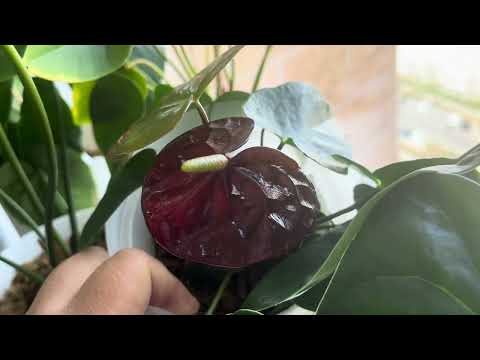 Видео: Зацвели антуриумы, мои красавицы Габриэлла, Фламинго Браун. 19 сентября 2025 г.