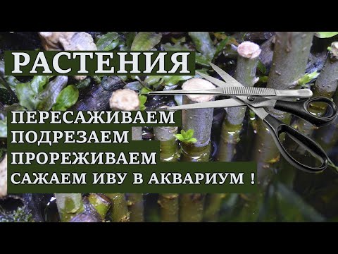 Видео: Аквариумные растения - прополка ,в конце ролика сажаем Иву в аквариуме !