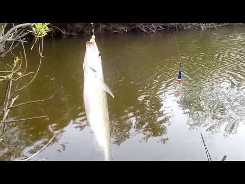 Видео: Ловим ельца на поплавок(р.Увелька)