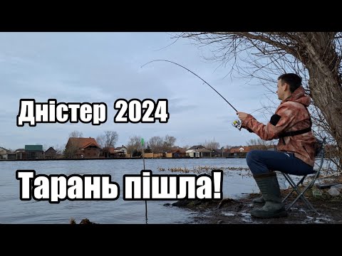 Видео: Тарань пішла! Перша рибалка на річці Дністер 2024