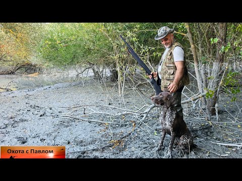 Видео: Охота на утку 2025. Начало сезона. Охота с Курцхааром.