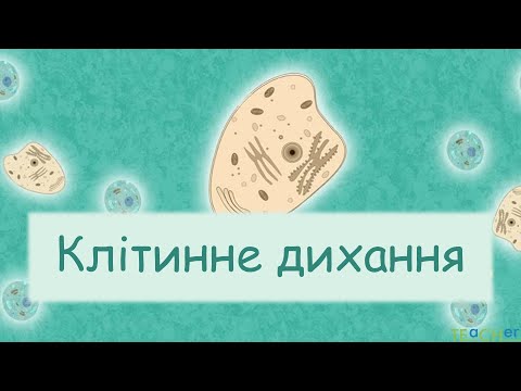 Видео: Клітинне дихання