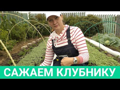 Видео: ТАКАЯ ПРОЖОРЛИВАЯ КЛУБНИКА. Не жалейте удобрения после плодоношения!!