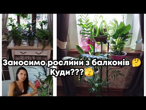 Видео: ДЕ РОЗМІСТИТИ КІМНАТНІ РОСЛИНИ З БАЛКОНІВ, ВЕРАНДИ, ДАЧІ???🤔 ОБ'ЄДНАННЯ РОСЛИН🌿☘️