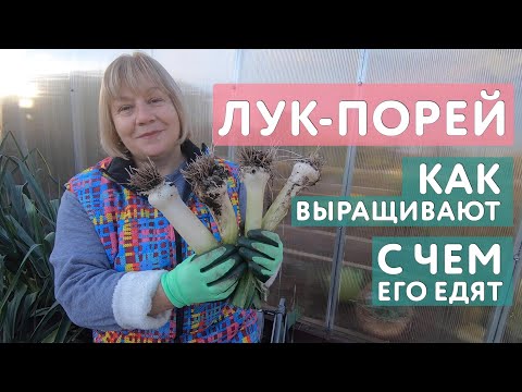 Видео: Лук-порей: как выращивают и с чем его вообще едят. Всё что нужно знать садоводу о луке-порее.