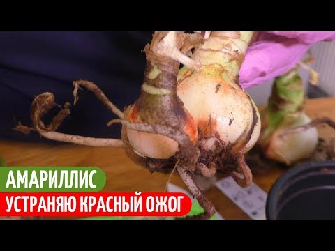 Видео: КРАСНЫЙ ОЖОГ На Луковицах АМАРИЛЛИСА - ЧТО Я ДЕЛАЮ. Мои цветы. Мой опыт.