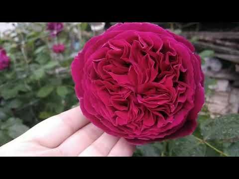 Видео: Англійські троянди в саду у Ганни. English roses