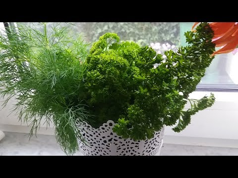 Видео: Быстрый весенний борщ с фрикадельками