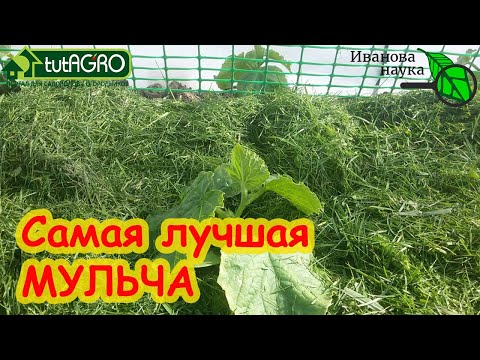 Видео: КАК ПРАВИЛЬНО МУЛЬЧИРОВАТЬ ГРЯДКИ ТРАВОЙ. Безопасный компост - высокие урожаи и крепкое здоровье.