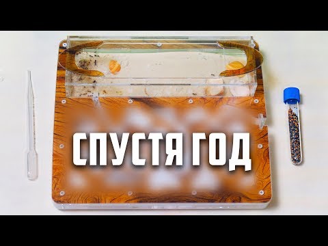 Видео: Муравьиная Ферма СПУСТЯ ГОД