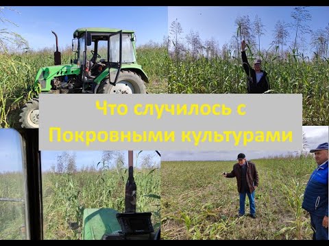 Видео: Как повысить урожайность с помощью покровных культур, и не допустить ошибок