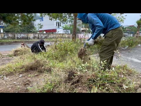 Видео: Подстригите заросшую траву - Очистите грязный тротуар - Прекрасное преображение