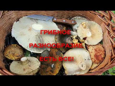 Видео: Грибное разнообразие. Есть все!!