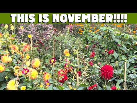 Видео: 10 цветов для дачи, которые цветут до первых заморозков, а иногда и дольше!