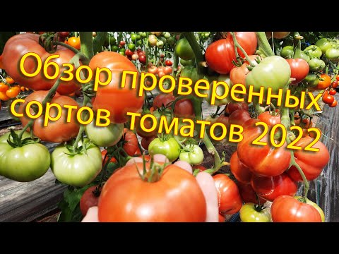 Видео: Обзор проверенных сортов  2022 —Томаты, которые удовлетворят вкусы любого огородника